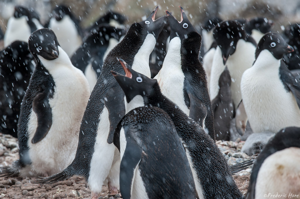 Brown Bluff, Weddell Sea